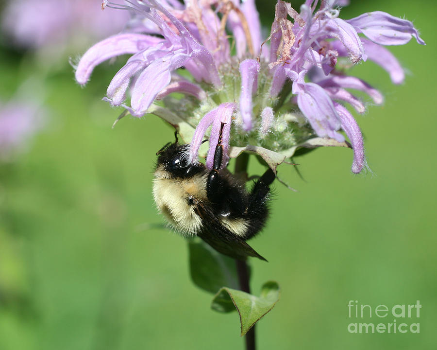 Bumble Bee On Bee Balm Photograph by Smilin Eyes Treasures