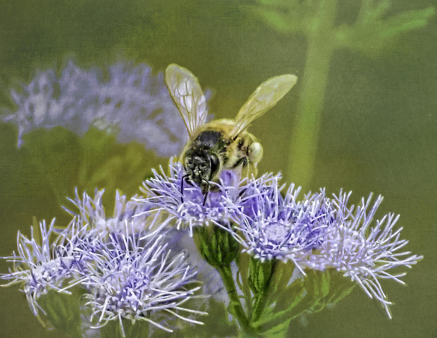 Bumble Bee on Blue Mist Photograph by Peggy Blackwell