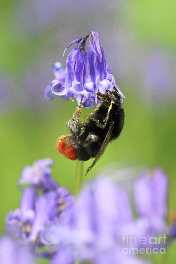 Bumble Bee on Bluebell Photograph by Julia Gavin