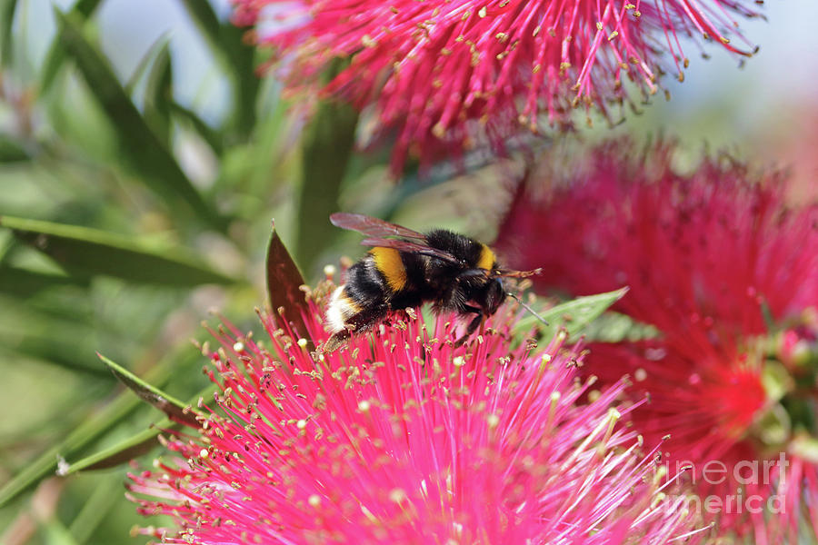 Bumble Bee on Bottlebrush plant Photograph by Julia Gavin