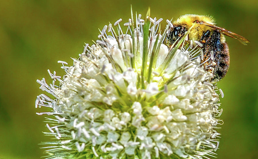 https://images.fineartamerica.com/images/artworkimages/mediumlarge/1/bumble-bee-on-buttonbush-optical-playground-by-mp-ray.jpg