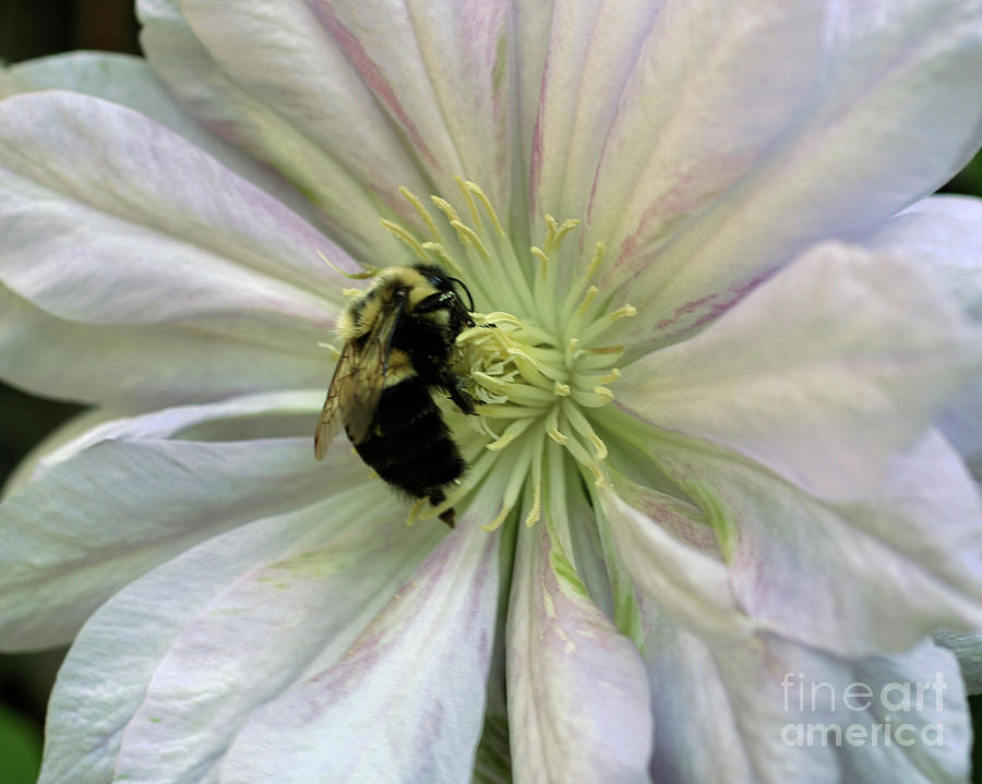 Bumble Bee On Clematis Photograph by Smilin Eyes Treasures