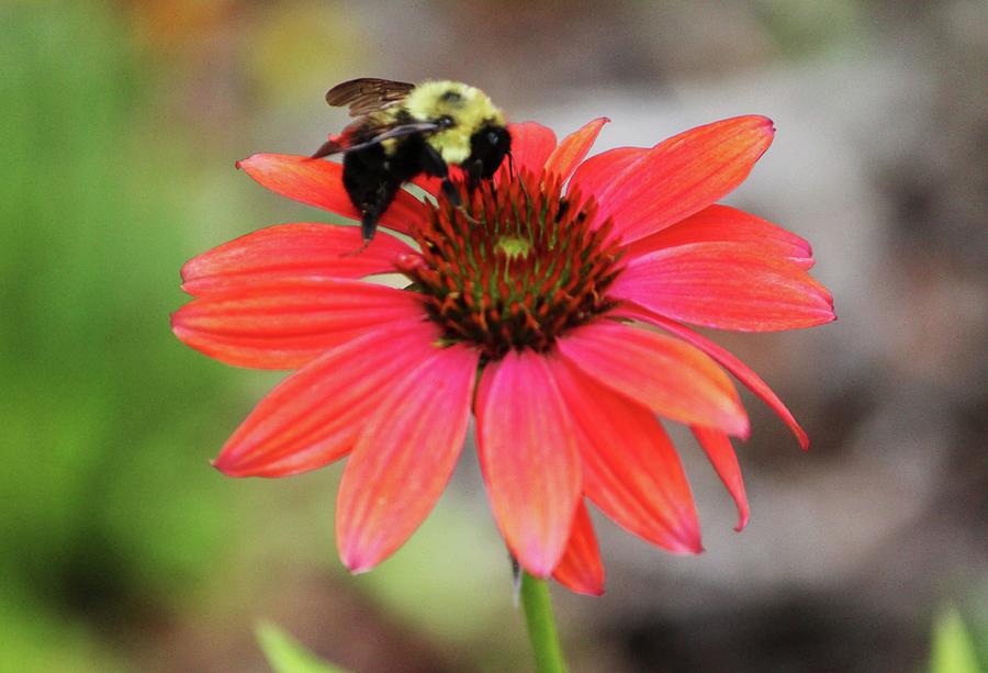 Bumble Bee On Coneflower Photograph by Cynthia Guinn