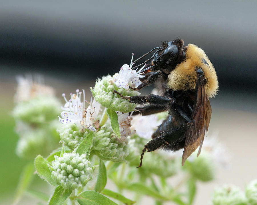 Bumble Bee on Downy Wild Mint Photograph by Lara Ellis