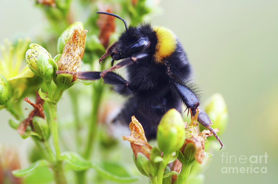 Bumble bee on flower Photograph by Michal Boubin