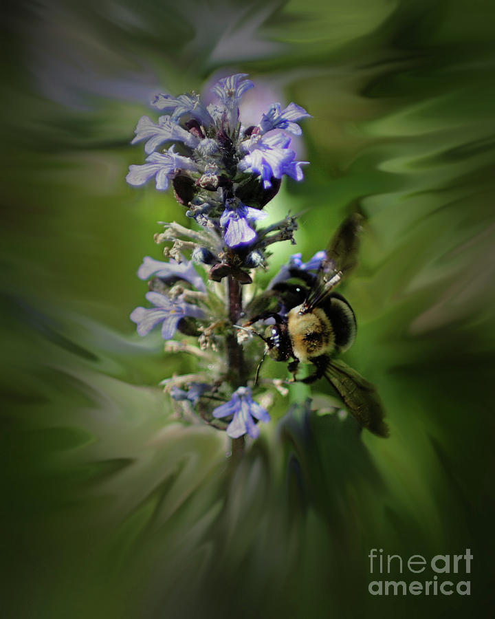 Bumble Bee On Flower Photograph by Smilin Eyes Treasures