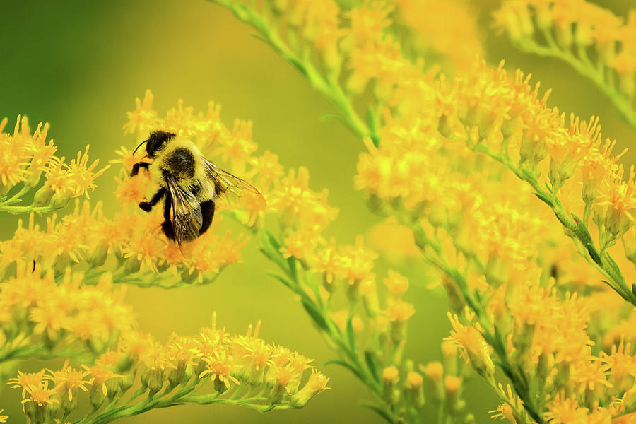 Bumble Bee on Goldenrod Photograph by Joni Eskridge