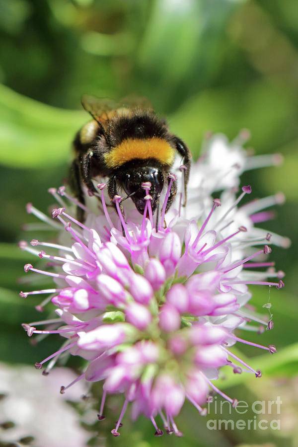 Bumble bee on hebe2 Photograph by Julia Gavin
