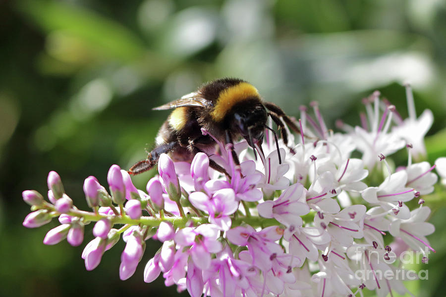 Bumble bee on hebe3 Photograph by Julia Gavin