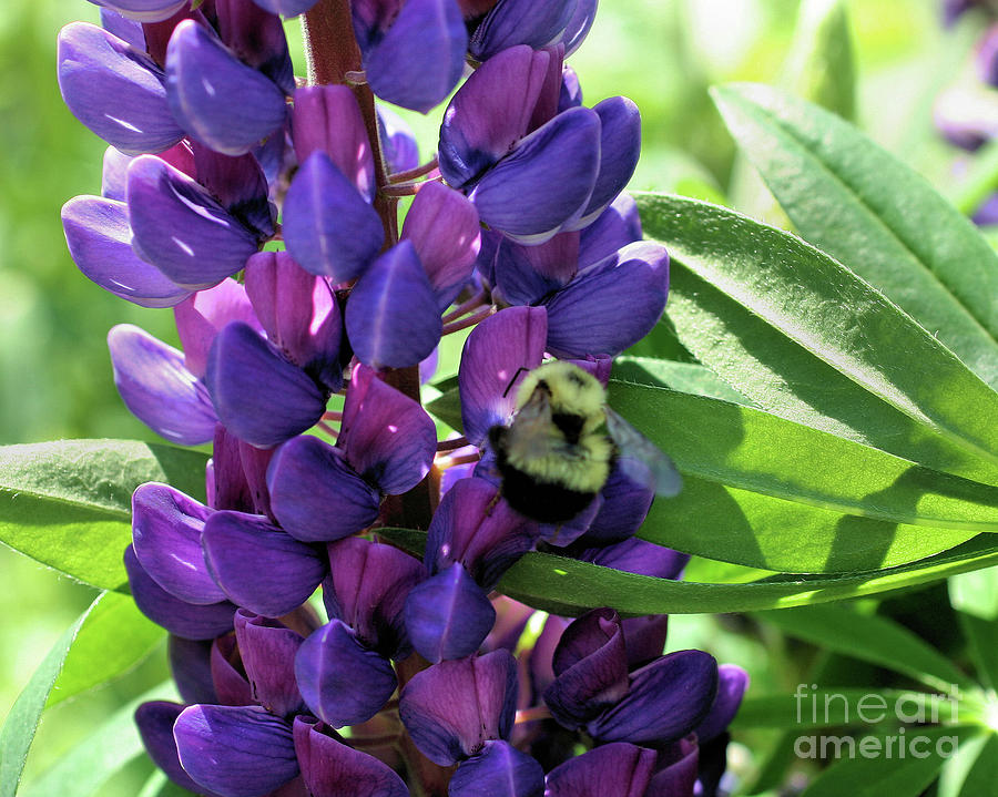 Bumble Bee On Lupine Photograph by Smilin Eyes Treasures