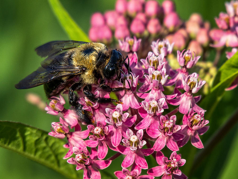 Bumble Bee on Milkweed Photograph by Mary Almond