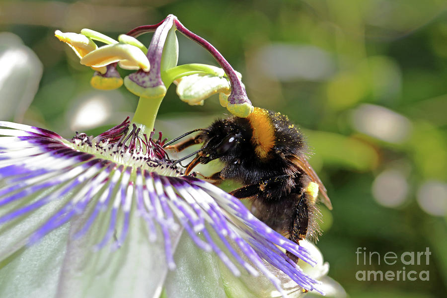 Bumble bee on passion flower Photograph by Julia Gavin
