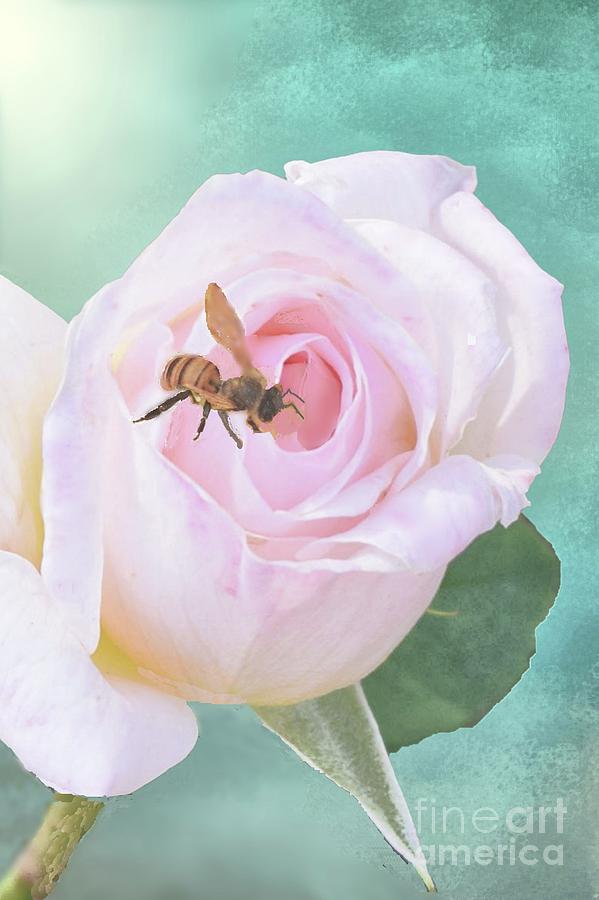 Bumble Bee on Pastel Pink Rose Digital Art by Janette Boyd