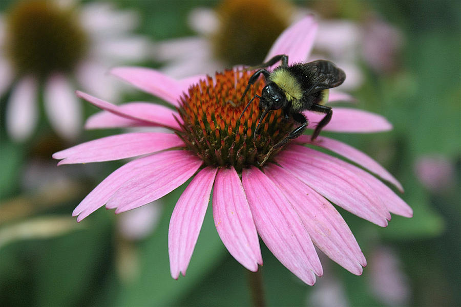 Bumble Bee on Pink Coneflower Photograph by Sheila Brown