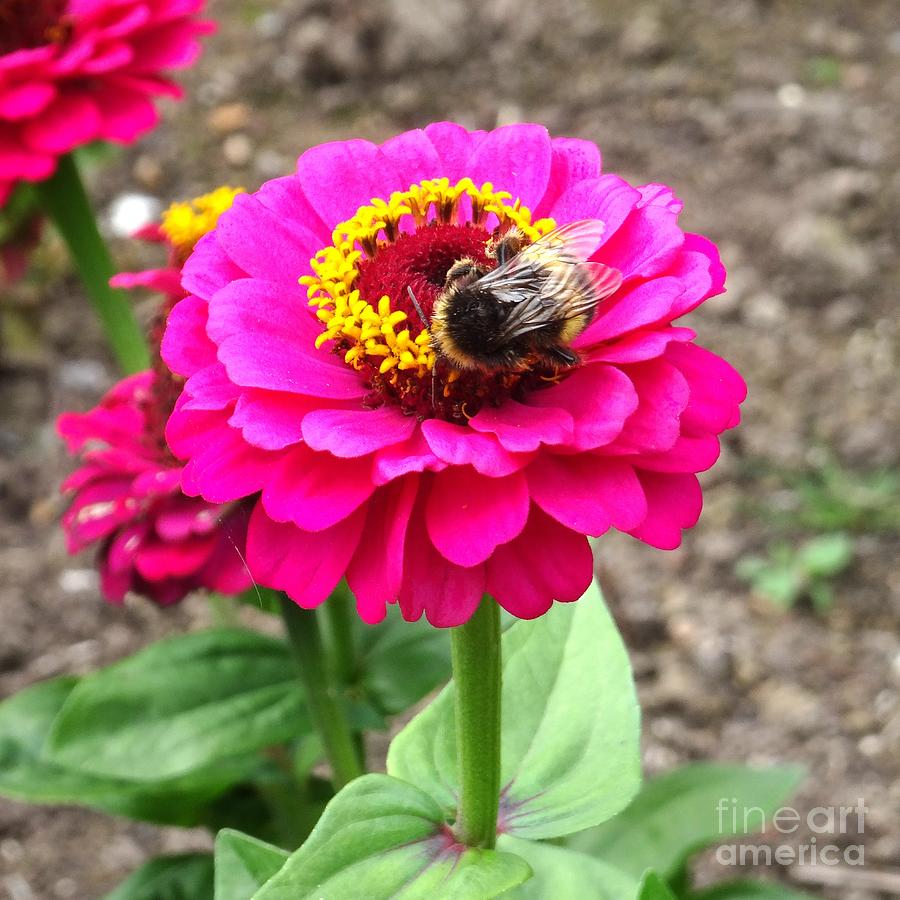 Bumble Bee on Pink Flower Photograph by Karen Jane Jones