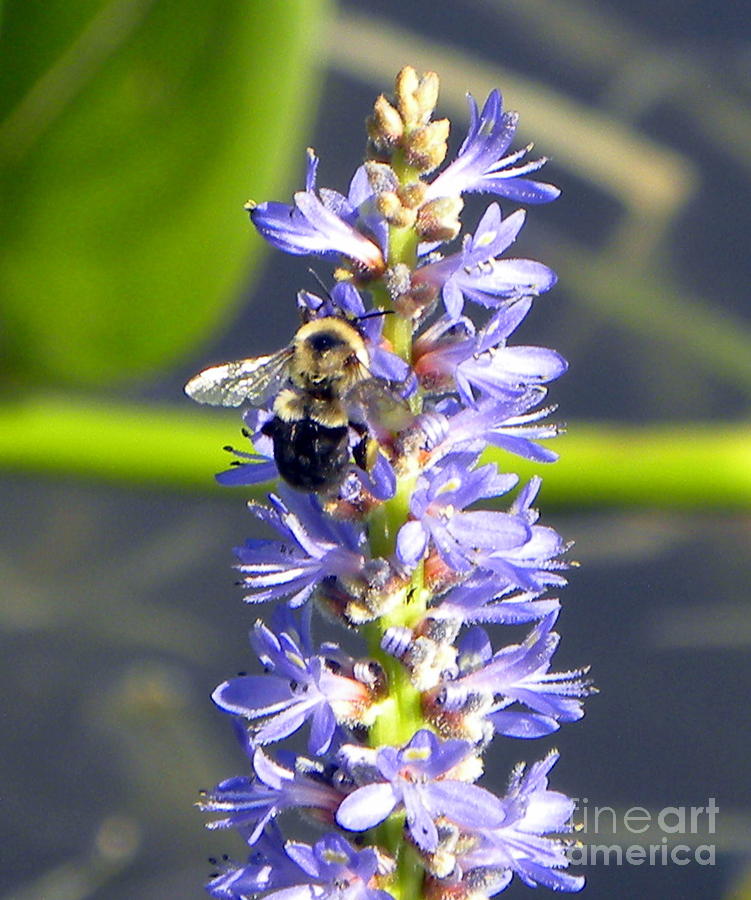 Bumble Bee on Purple Pickerel Rush Photograph by Terri Mills