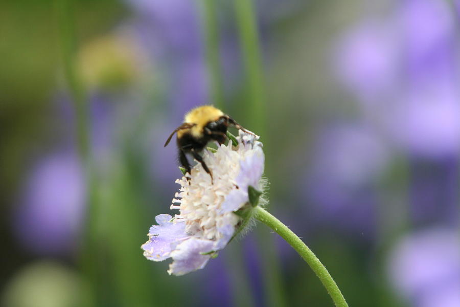 Bumble Bee on Purple Photograph by Wendy Munandi - Fine Art America