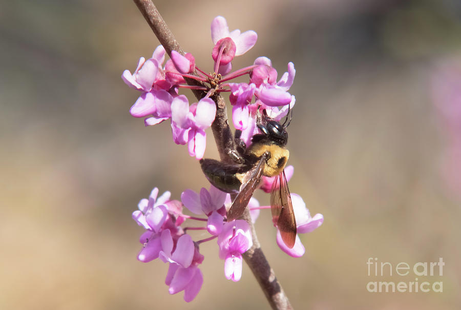 Bumble Bee On Red Bud Photograph by Robert Frederick