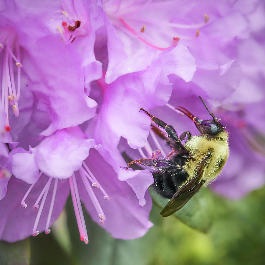 Bumble Bee on Rhododendron Photograph by Jim Hughes