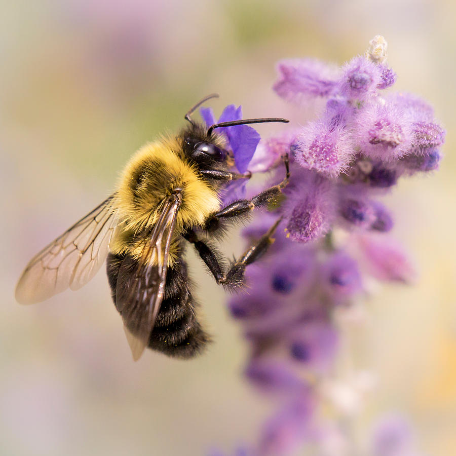 Insects Photograph - Bumble Bee on Russian Sage by Jim Hughes