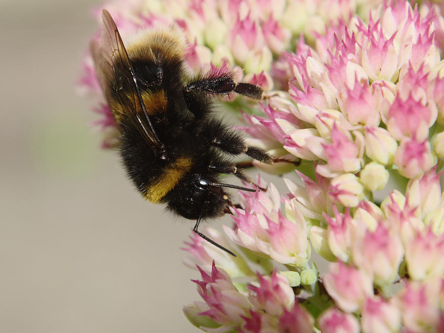 Bumble Bee On Sedum Photograph by Adrian Wale