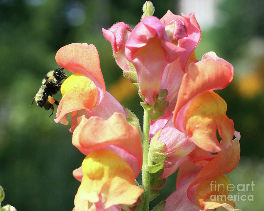 Bumble Bee On Snapdragon Photograph by Smilin Eyes Treasures