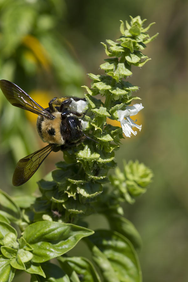 Bumble Bee on Sweet Basil Photograph by Kathy Clark