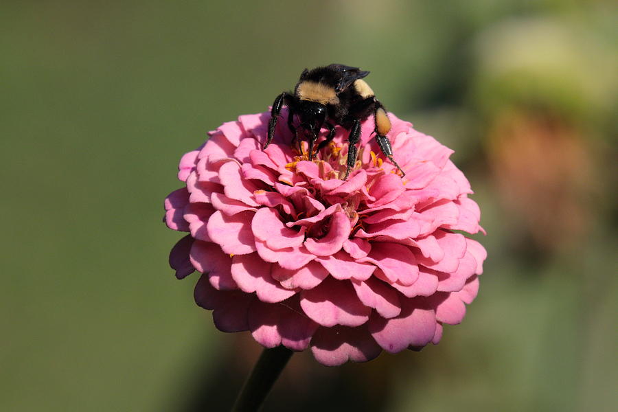 Bumble Bee on Zinnia 2649 Photograph by John Moyer