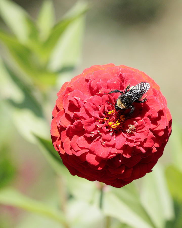 Bumble Bee on Zinnia Photograph by John Moyer