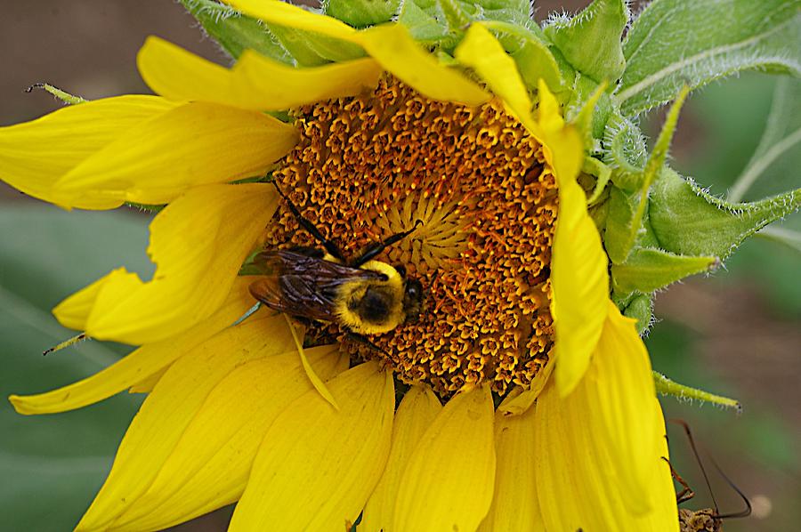 Bumble Bee Pollen Collector Photograph by Karen McKenzie McAdoo