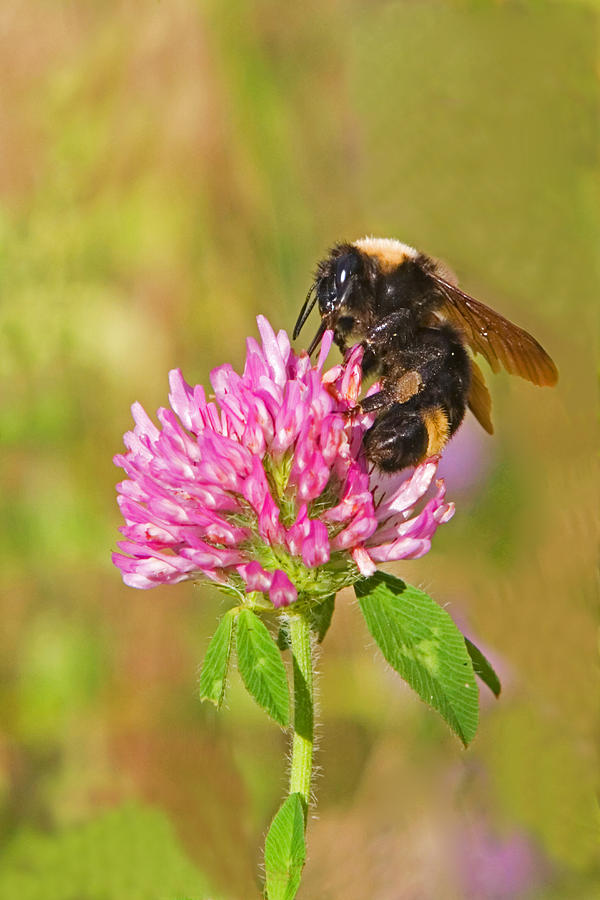 Bumble Bee Photograph by Randall Ingalls - Pixels