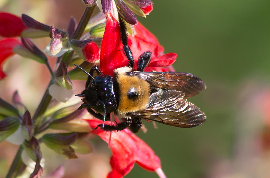 Bumble Bee by Willard Killough III Bumble Bee by Willard Killough III