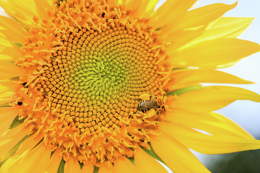 Bumble Bee with Pollen Sacs Photograph by Joni Eskridge