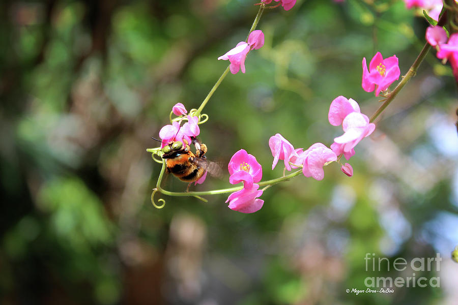Bumble Bee1 Photograph by Megan Dirsa-DuBois