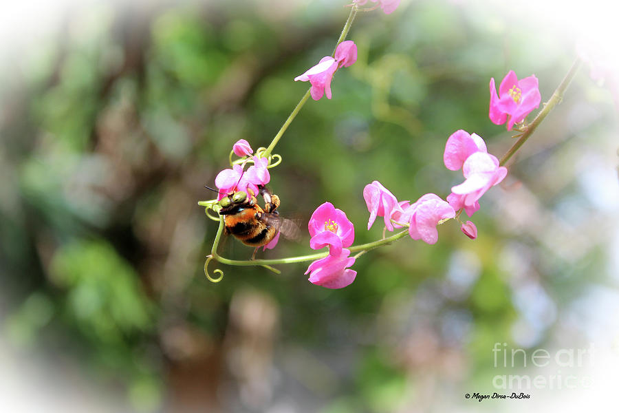 Bumble Bee2 Photograph by Megan Dirsa-DuBois