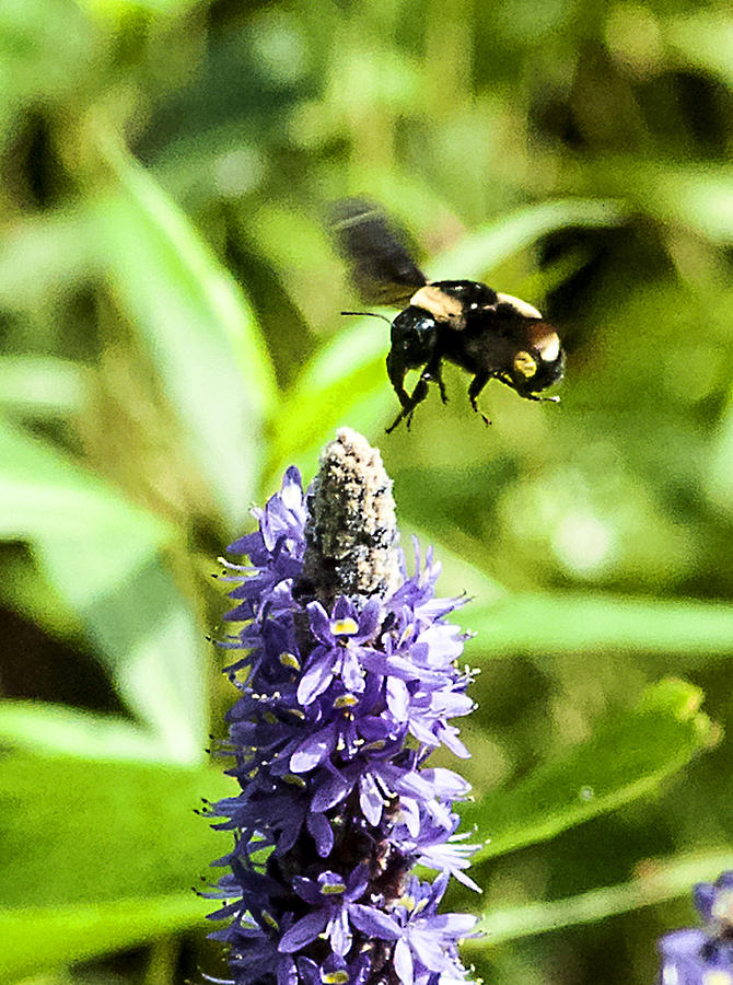 Bumble Bees Can Fly Photograph by Norman Johnson