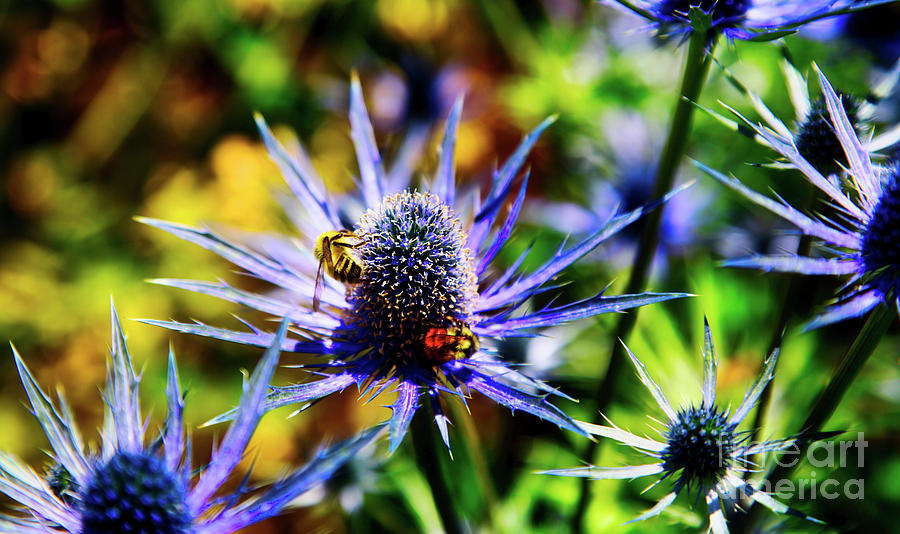 Bumble Bees on Sea Holly Flower Photograph by Bruce Block