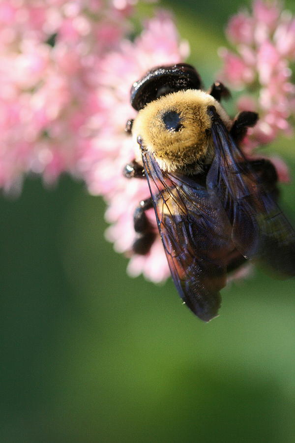 Bumble from Above Photograph by Angela Rath