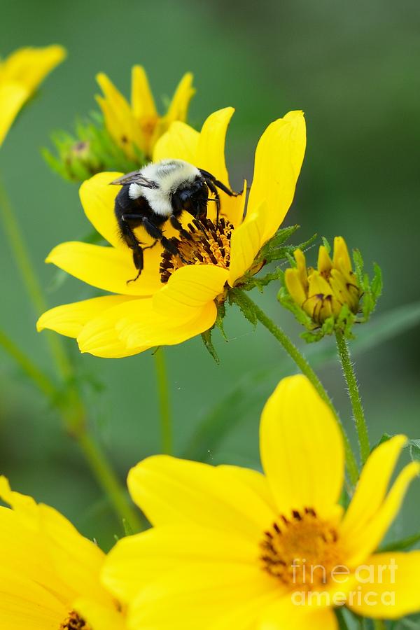 Bumblebee 6829 Photograph by Ken DePue