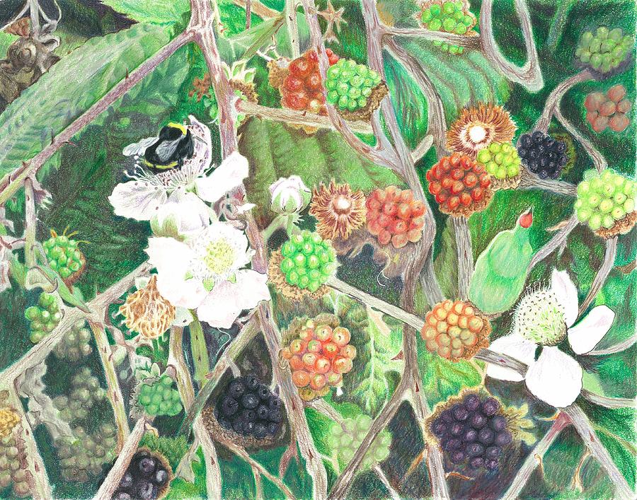 Flower Painting - Bumblebee and Blackberries by Vera Rodgers