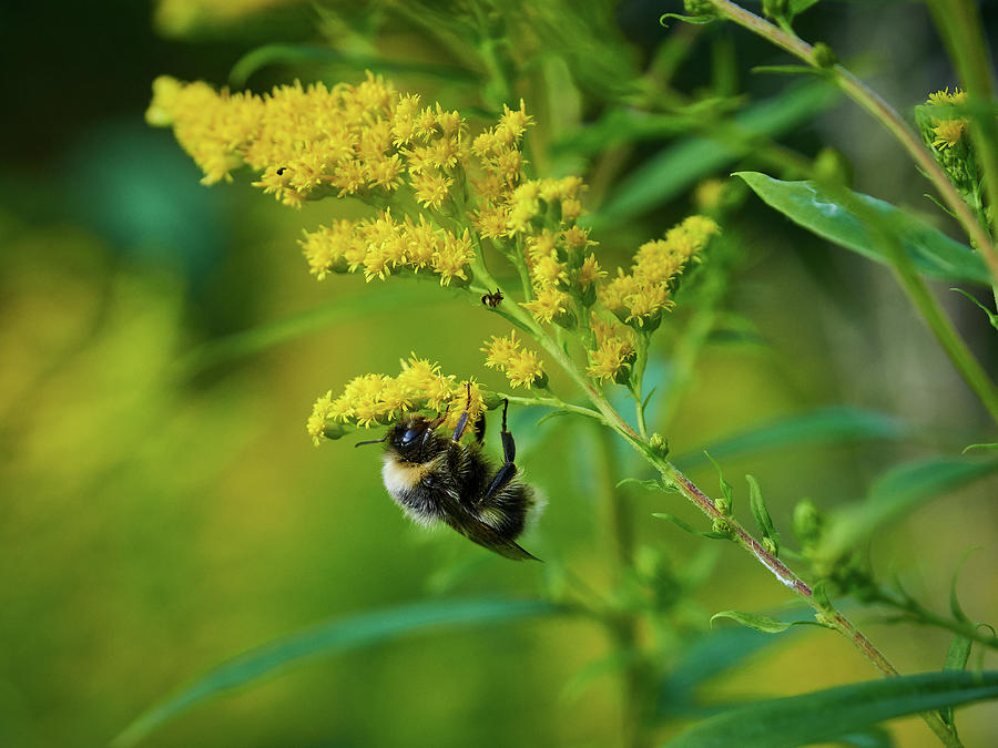 Bumblebee and Canadian goldenrod 13 Photograph by Jouko Lehto