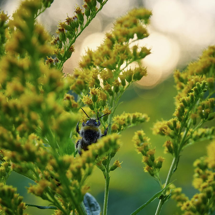 Bumblebee and Canadian goldenrod 15 Photograph by Jouko Lehto