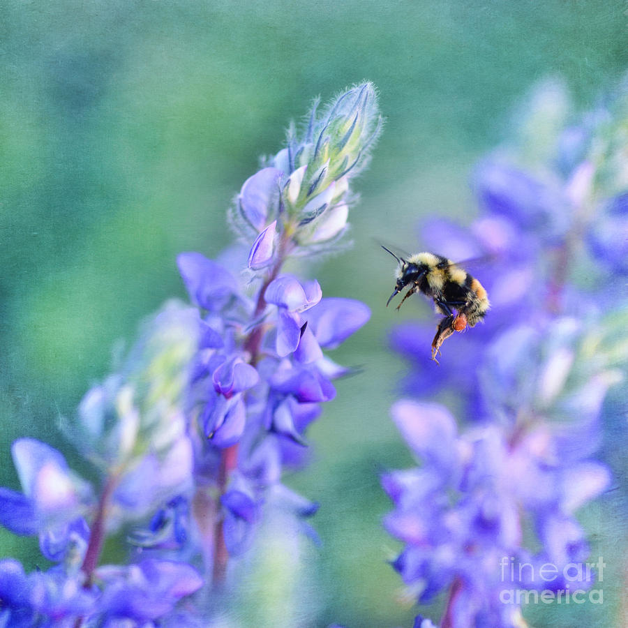 Summer Photograph - Bumblebee and Lupine by Priska Wettstein