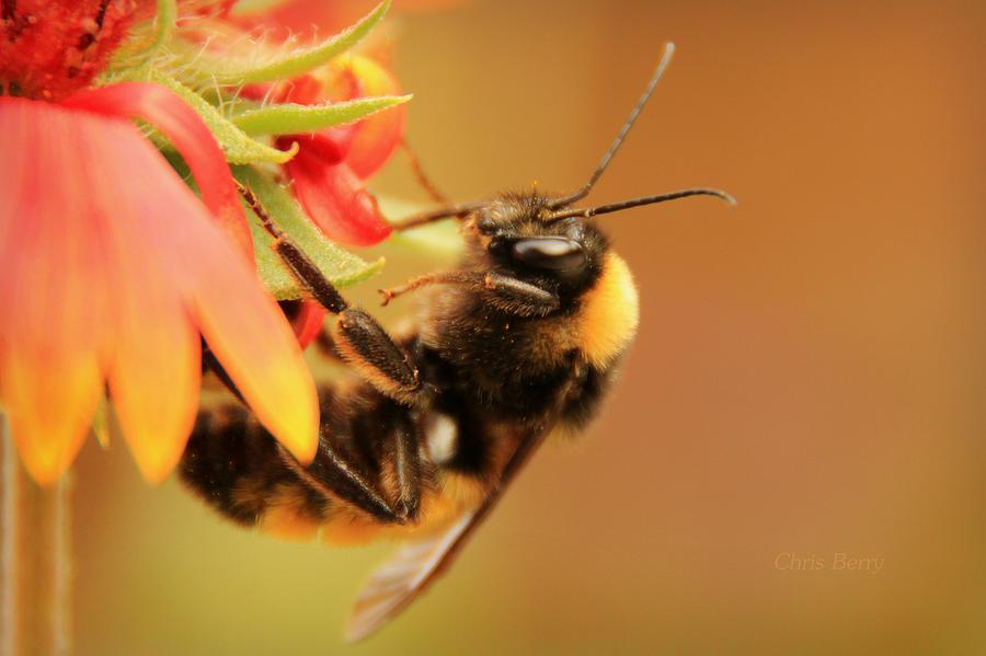 Bumblebee at Days End Photograph by Chris Berry