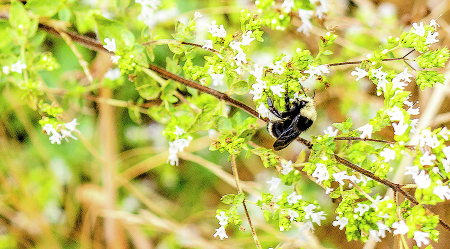 Bumblebee at Work Photograph by Timothy Anable
