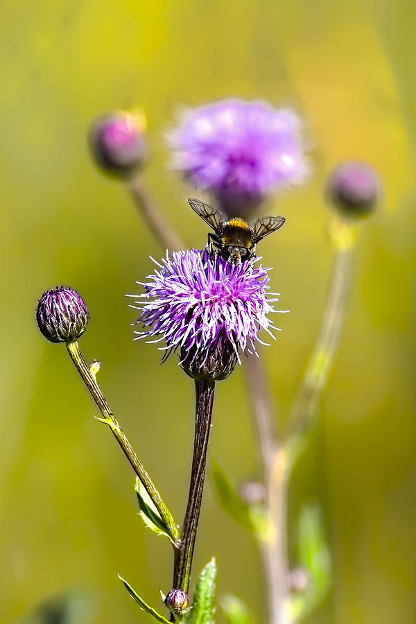 Bumblebee Aug 2015 Photograph by Leif Sohlman