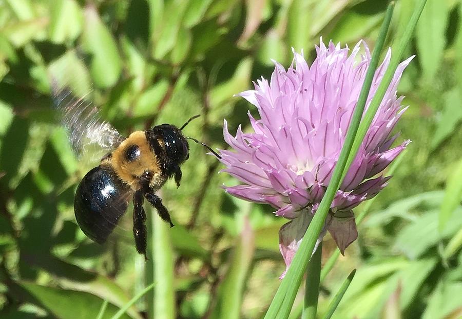 Bumblebee Buzzing by Annabel Krupp