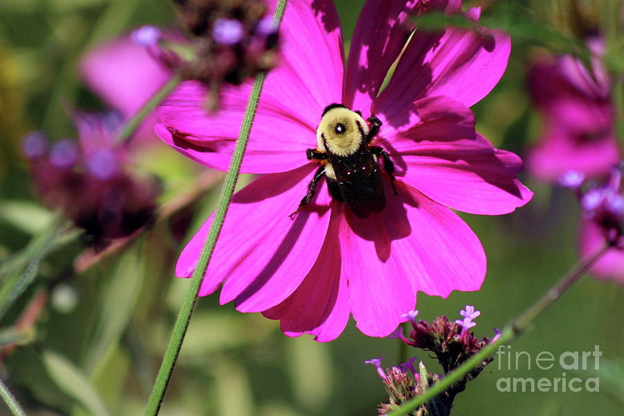 Bumblebee Cosmos Photograph by Karen Adams