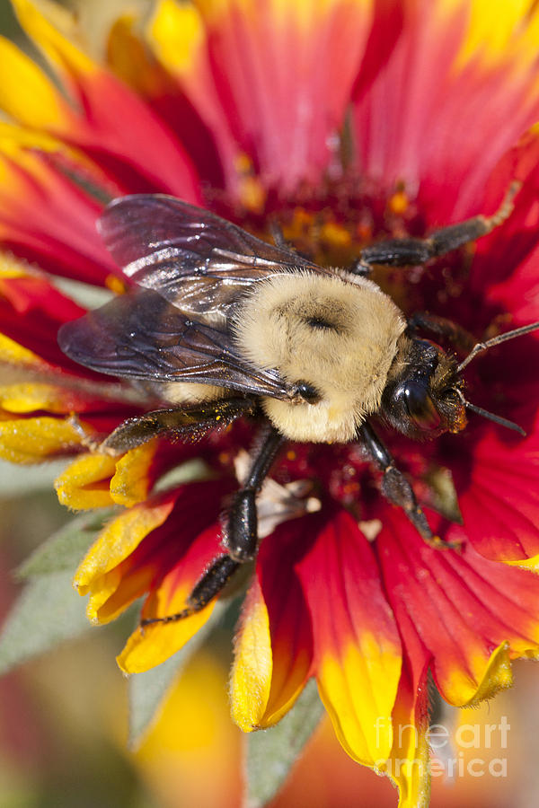 Bumblebee Photograph by Douglas Kikendall