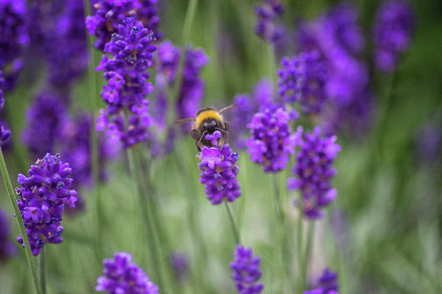 Nature Photograph - Bumblebee fields by Martin Newman